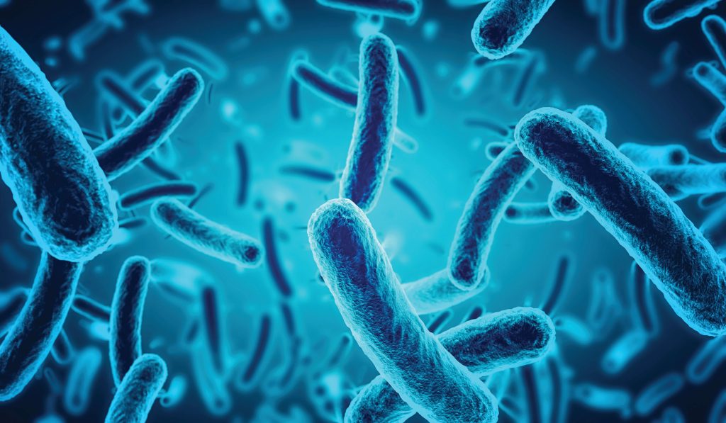 bacterium